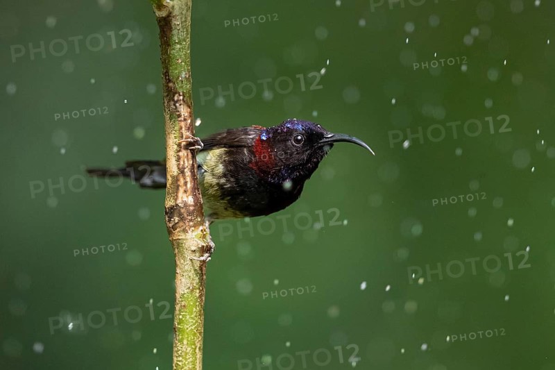 Black-throated Sunbird (Aethopyga saturata assamensi) male perched on a branch, Yunnan, China