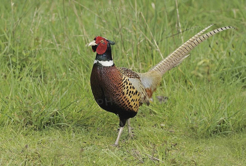 Common Pheasant (Phasianus colchicus) male, British Columbia, Canada