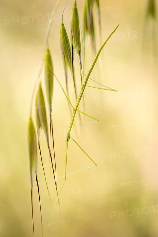 A delicate stick insect blends seamlessly with the slim, vertical green blades of grass, demonstrating nature's camouflage in a serene setting