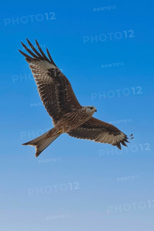 Red Kite (Milvus milvus) juvenile flying, Hesse, Germany