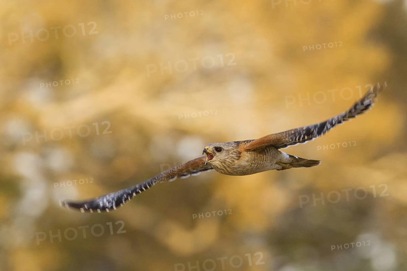 Red-shouldered Hawk (Buteo lineatus) calling in flight, Florida, USA