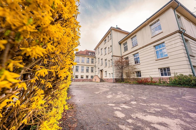 Historic school building surrounded by yellow spring flowers, Nagold, Calw district, Germany
