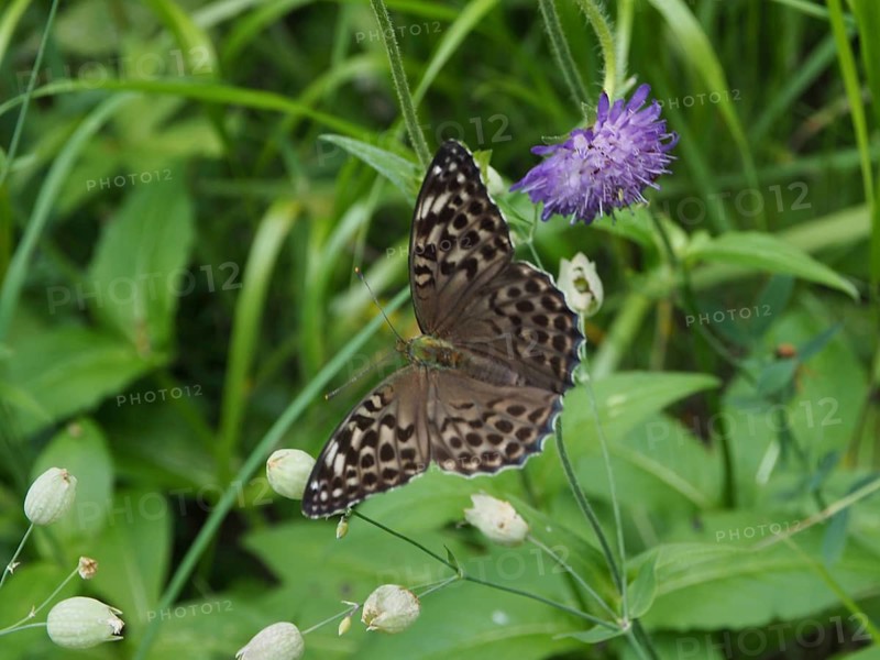 A brown emperor butterfly (Argynnis paphia valesina) on a purple flower amidst green grasses, Goms, Canton of Valais, Switzerland
