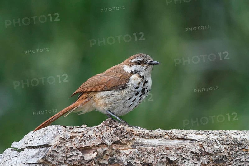 Spotted Palm Thrush (Cichladusa guttata), Lake Baringo, Kenya