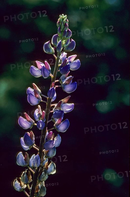 Lupinus polyphyllus, rosaceae, rose family, perennial lupine, multi-leafed lupine, big leaved lupine, flora, high size, portrait format, large-leaved lupine, lupine, many-leaved lupine, plants