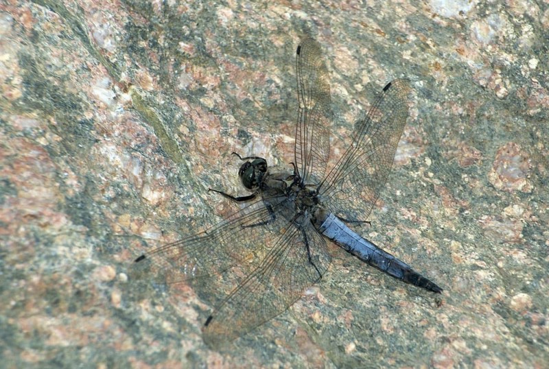 Black-tailed skimmer, big blue arrow, orthetrum cancellatum, anisoptera, damselflies, dragonflies, insects, insects, leo, dragonflies, male, odonata