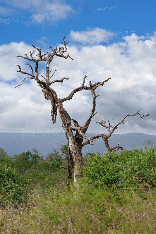 Savannah landscape with trees, Kwazulu Natal Province, South Africa
