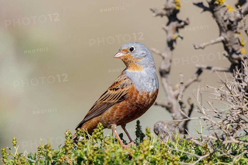 Cretzschmar's Bunting (Emberiza caesia) male, Lesvos, Greece