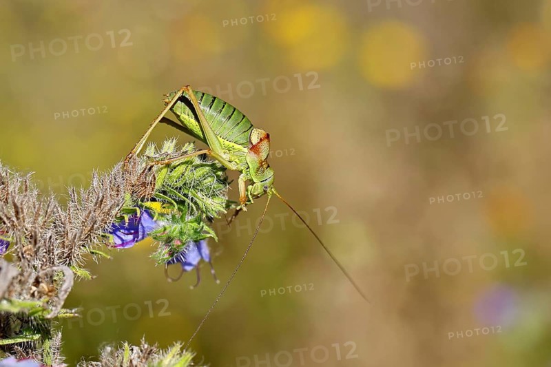Steppe saddle grasshopper, steppe saddle grasshopper (Ephippiger ephippiger), male, on Viper's bugloss (Echium vulgare), with bokeh in the background, leafhoppers, long-fingered grasshoppers, Red List of Germany, specially protected species, critically endangered, Cochem, Moselle, Rhineland-Palatinate, Germany
