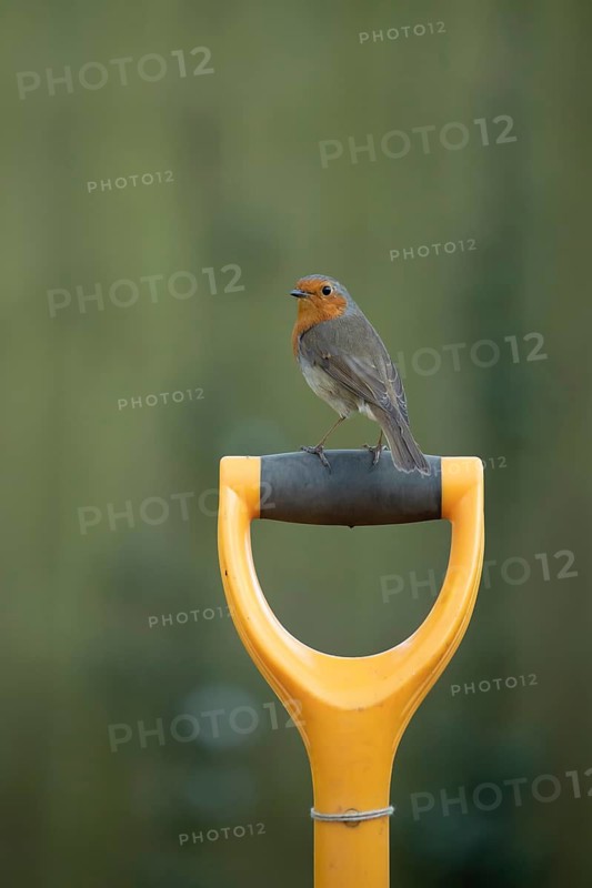 European robin (Erithacus rubecula) adult bird on a garden fork handle, Suffolk, England, United Kingdom