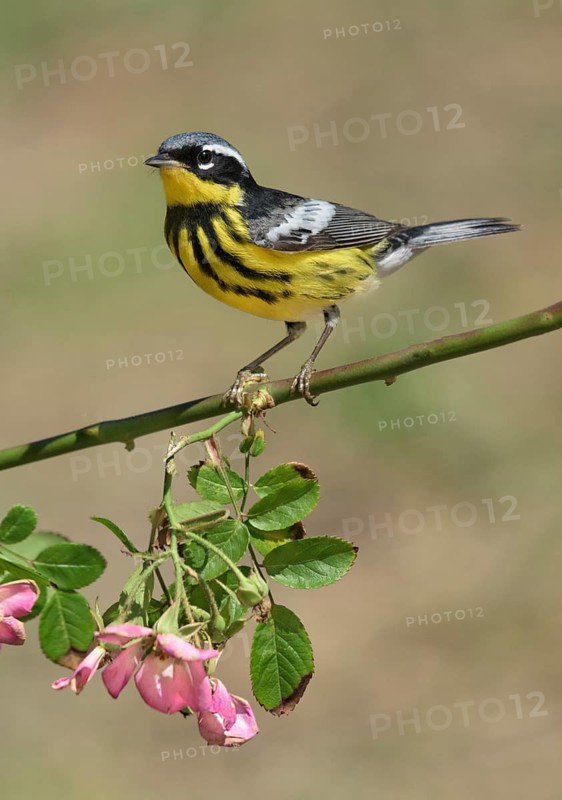 Magnolia Warbler (Setophaga magnolia) male perched on a flowering branch, Texas, USA
