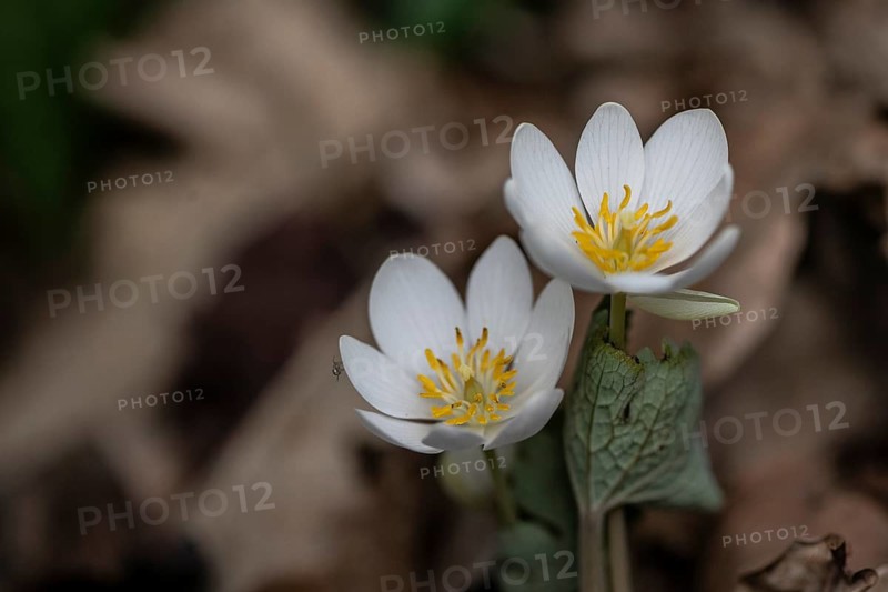 Canadian bloodroot (Sanguinaria canadensis), Emsland, Lower Saxony, Germany