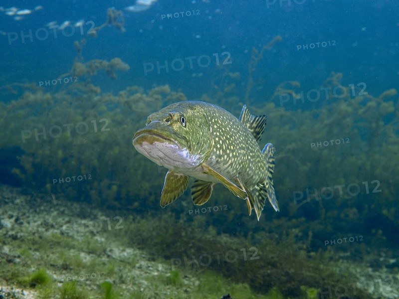 Frontal view of a pike (Esox lucius) swimming in deep blue water, at the Parkhaus Post dive site, Überlingen, Lake Constance, Germany