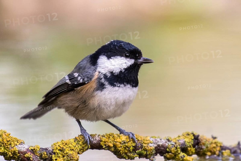 Coal Tit (Periparus ater) perched on lichen covered branch, Madrid, Spain