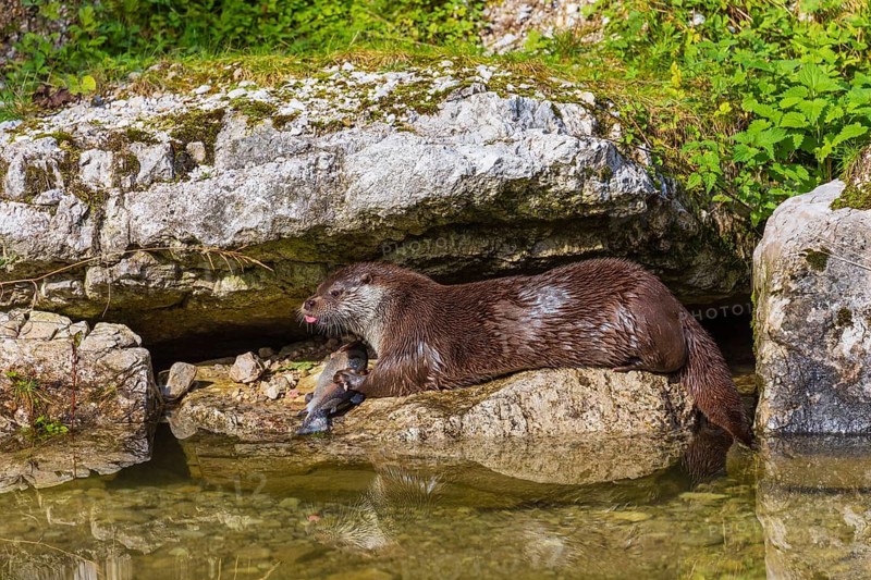One adult Eurasian otter (Lutra lutra) sits between rocks at a river bank and eats a fish