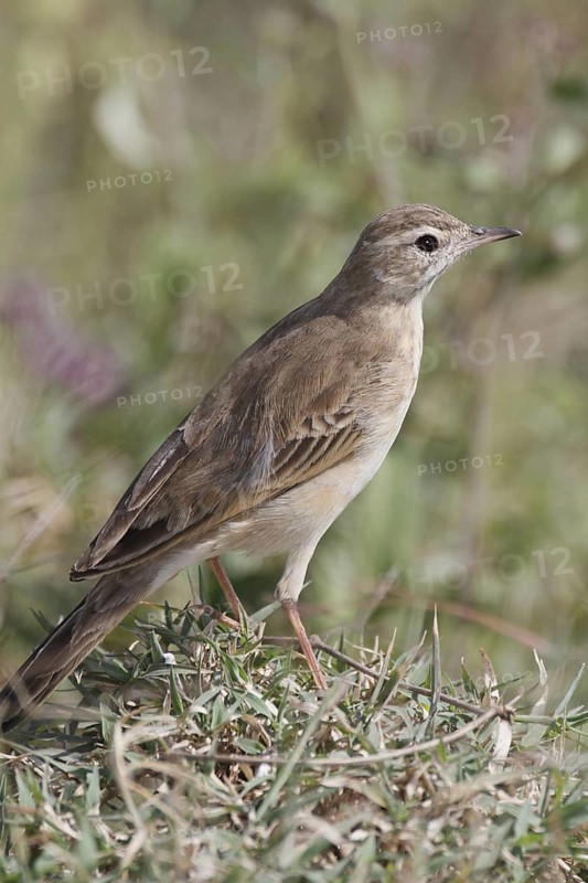 Plain-backed Pipit (Anthus leucophrys), Masai Mara, Kenya