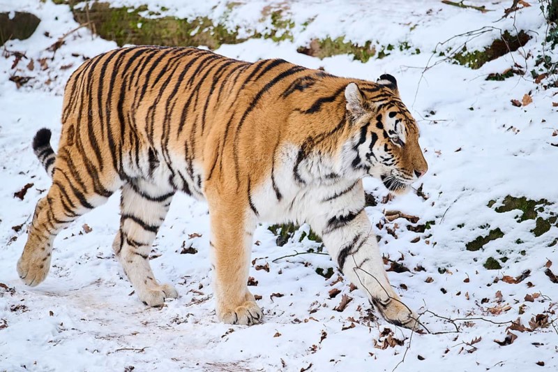 Siberian tiger (Panthera tigris altaica) walking in the snow in winter, captive, Germany