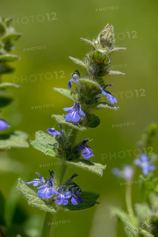Ajuga Genevensis, Geneva Bugleweed, Geneva Bugleweed, Heather Guensel, Lamiaceae, Lamiaceae, Blue Bugle, Blue Bugleweed, Flora, High Size, Portrait, Plants, Upright Bugle