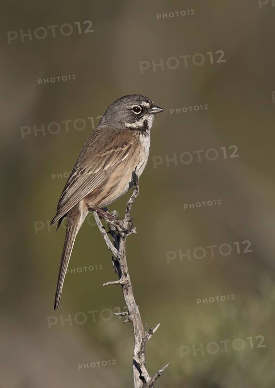 Bell's Sparrow (Artemisiospiza belli), California, USA
