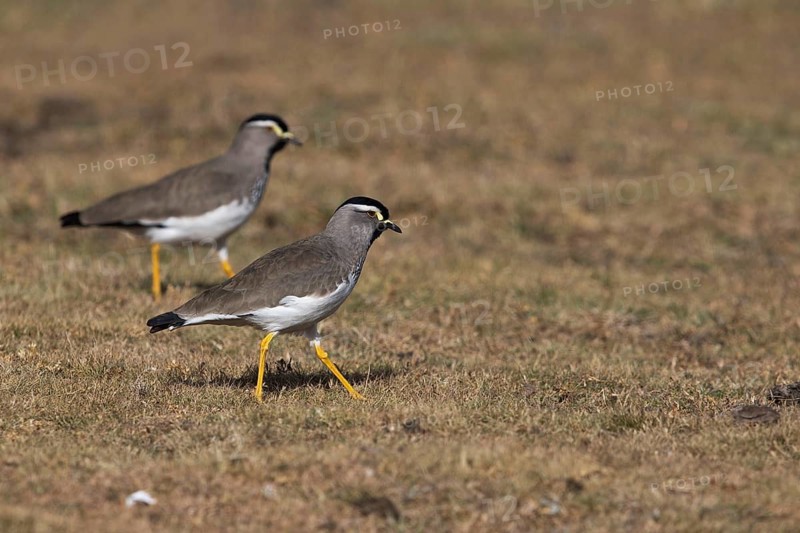 Spot-breasted Lapwing (Vanellus melanocephalus), Bale Mountains National Park, Ethiopia