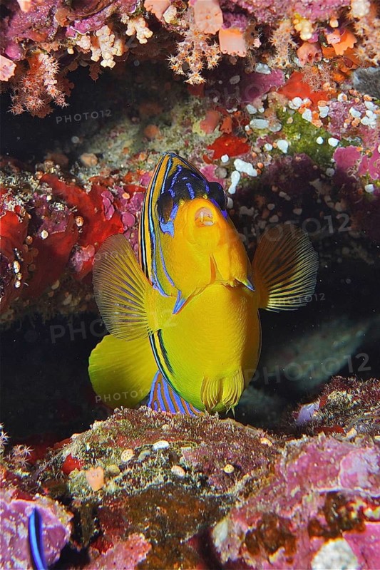 Peacock angelfish (Pygoplites diacanthus)