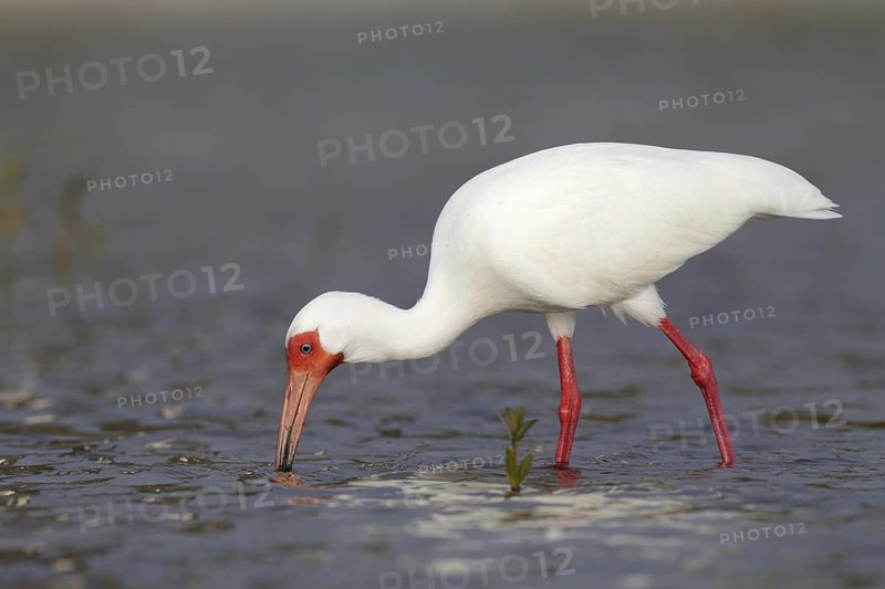 American White Ibis (Eudocimus albus), Florida, USA