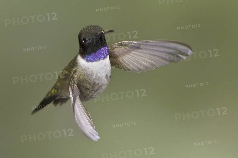 Black-chinned Hummingbird (Archilochus alexandri), British Columbia, Canada