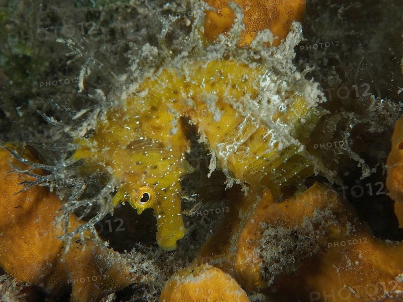 A yellow long-snouted seahorse (Hippocampus guttulatus), hidden on a golden sponge (Aplysina aerophoba), dive site: Hausriff, Stoja, Pula, Croatia, Mediterranean Sea