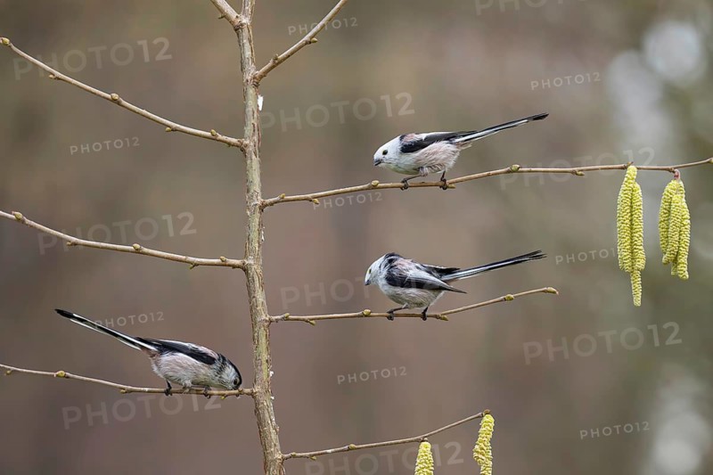 Long-tailed tits (Aegithalos caudatus), Germany