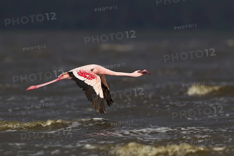 Lesser Flamingo (Phoeniconaias minor) flying, Lake Nakuru, Kenya