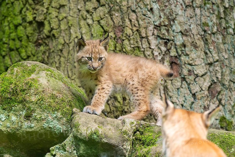 Eurasian lynx (Lynx lynx) cub (youngster) in a forest, Bavaria, Germany