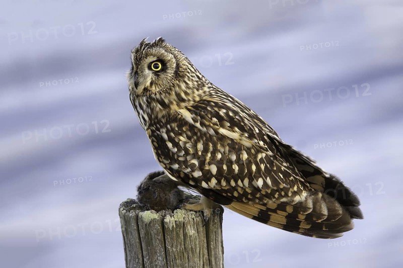 Short-eared Owl (Asio flammeus), Utrecht, Netherlands