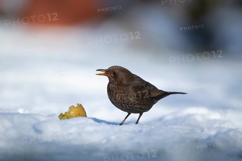 Eurasian blackbird (Turdus merula) adult male garden bird feeding on a pear fruit on a snow covered lawn in winter, England, United Kingdom