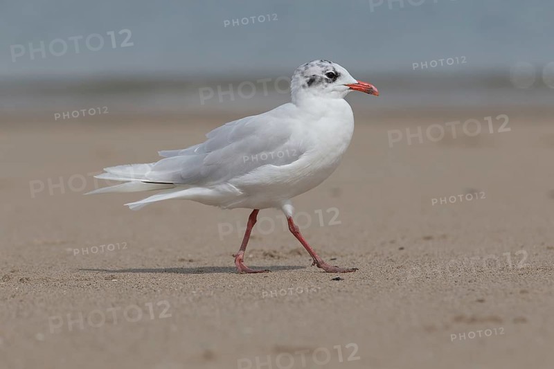 Mediterranean Gull (Ichthyaetus melanocephalus), Wales, United Kingdom