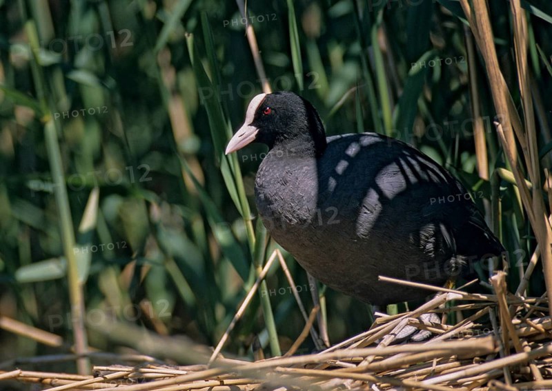 Eurasian Coot Coot, Fulica Atra, Birds, Coot Rail, Gruiformes, Crane Birds, Rails, Rallidae, Birds, Waterbirds, Waterbirds