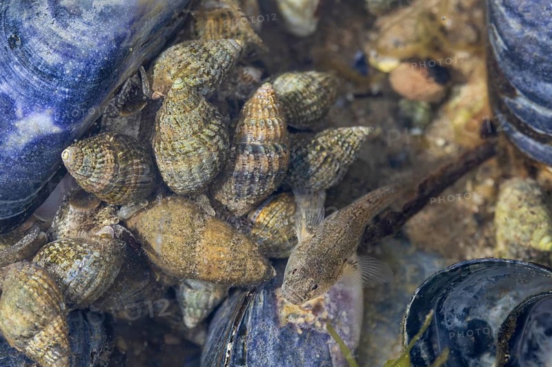 A beach goby (Pomatoschistus microps) searches for food between net snails (Nassarius reticulatus), mussel, mussel bank, edible, camouflage, beach, Baltic Sea, June, Denmark