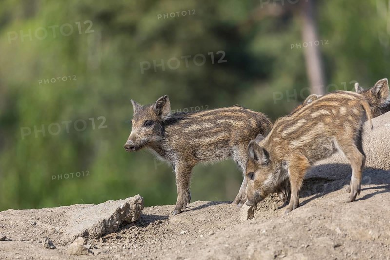 Three piglet wild boar or wild pig (Sus scrofa), standing on a hill of debris, with a green forest in the background