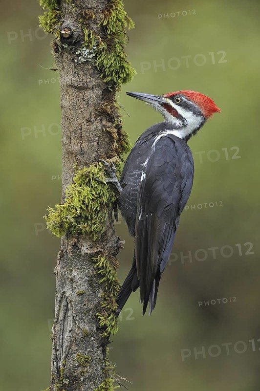 Pileated Woodpecker (Dryocopus pileatus), British Columbia, Canada