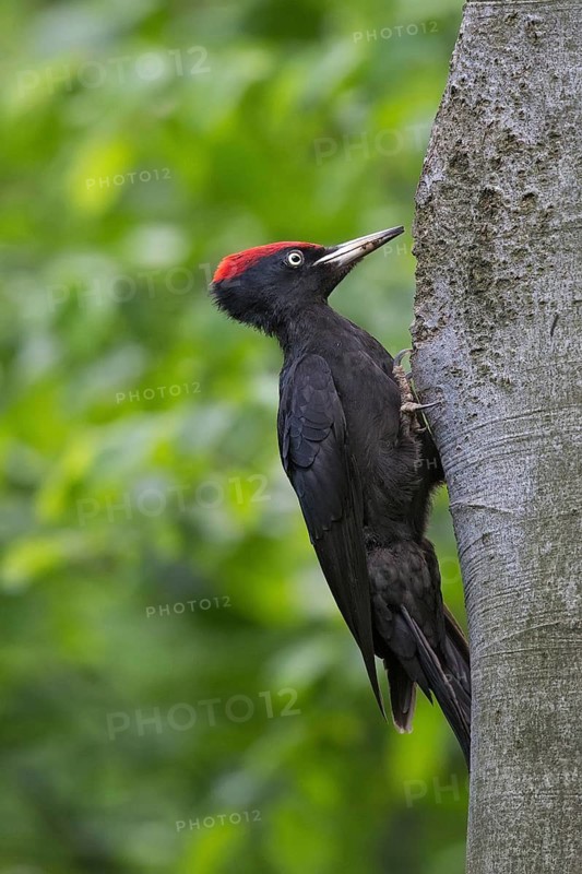 Black Woodpecker (Dryocopus martius) male at nest cavity, Bulgaria