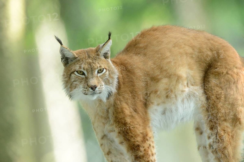 Close-up of a Eurasian lynx (lynx lynx) in a forest in spring, Bavaria, Germany