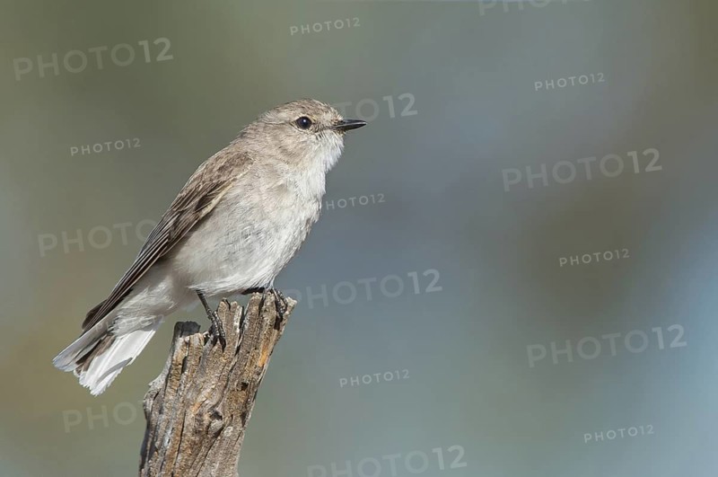 Jacky Winter (Microeca fascinans), Victoria, Australia