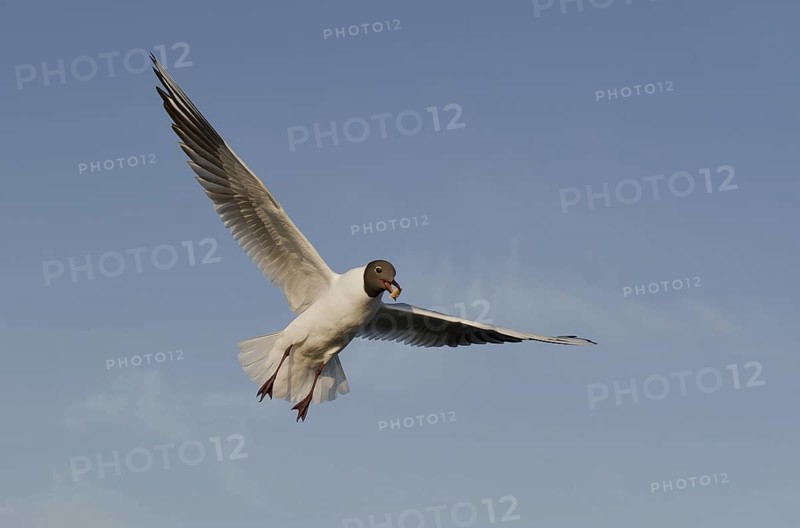 Black-headed Gull (Chroicocephalus ridibundus) flying, Mecklenburg-Western Pomerania, Germany