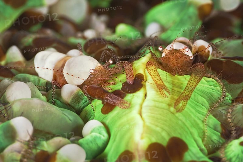 Eierschalen-Garnele, Hamopontonia corallicola Egg Shell Shrimp, Hamopontonia corallicola