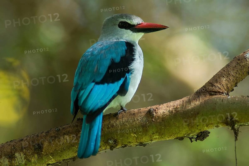 Woodland Kingfisher (Halcyon senegalensis), Ethiopia