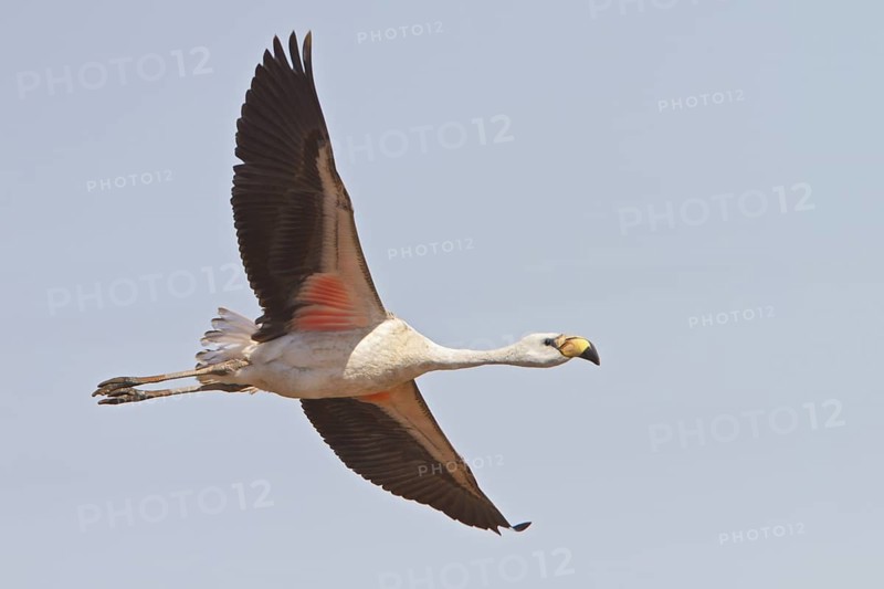James's Flamingo (Phoenicopterus jamesi) in flight in Bolivia, South America