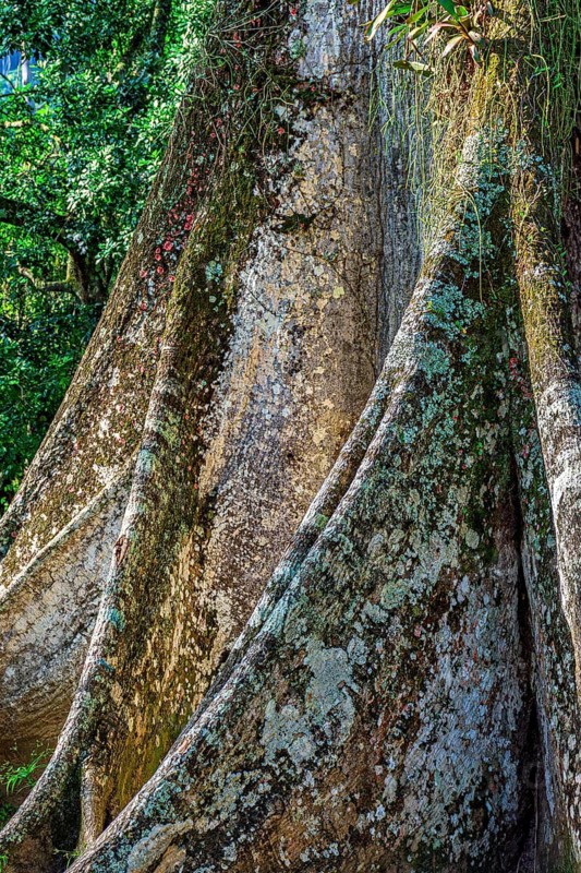 Large and strong roots of a tree typical of tropical forests in Brazil, Brazil