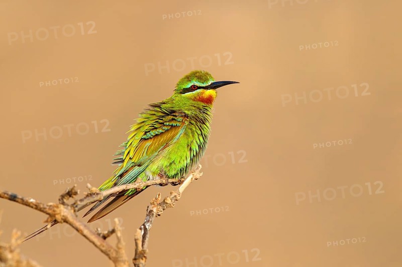 Blue-cheeked Bee-eater, (Merops persicus), family of bee-eaters, bird on perch, Al Mughsyal, Salalah, Dhofar, Oman