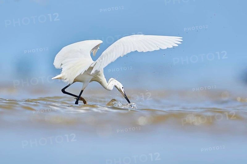 Little egret (Egretta garzetta) walking at the shore, hunting, sea, ebro delta, Catalonia, Spain
