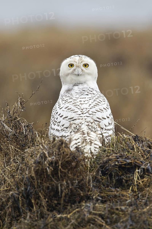 Snowy Owl (Bubo scandiacus) juvenile female, British Columbia, Canada