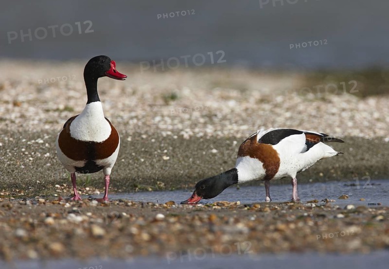 Common Shelduck (Tadorna tadorna) pair, Schleswig-Holstein, Germany